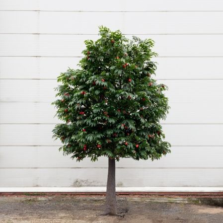 570Разб/424(F) Гранат дерево искусственное разборное с плодами h570см, d400см