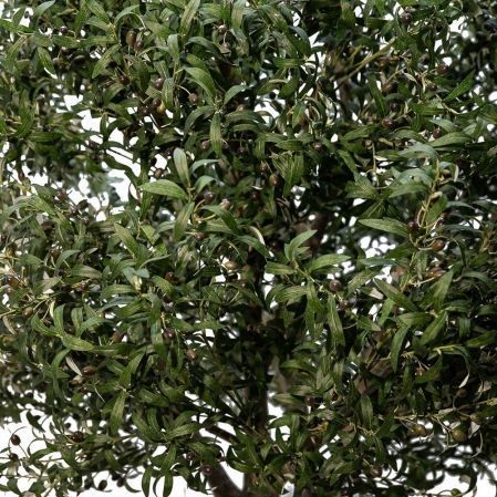 300Разб/465(УУ)(F) Оливковое дерево Премиум разборное h300см